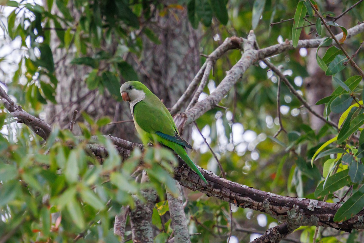 Papagai bulargrisa - ML645820623