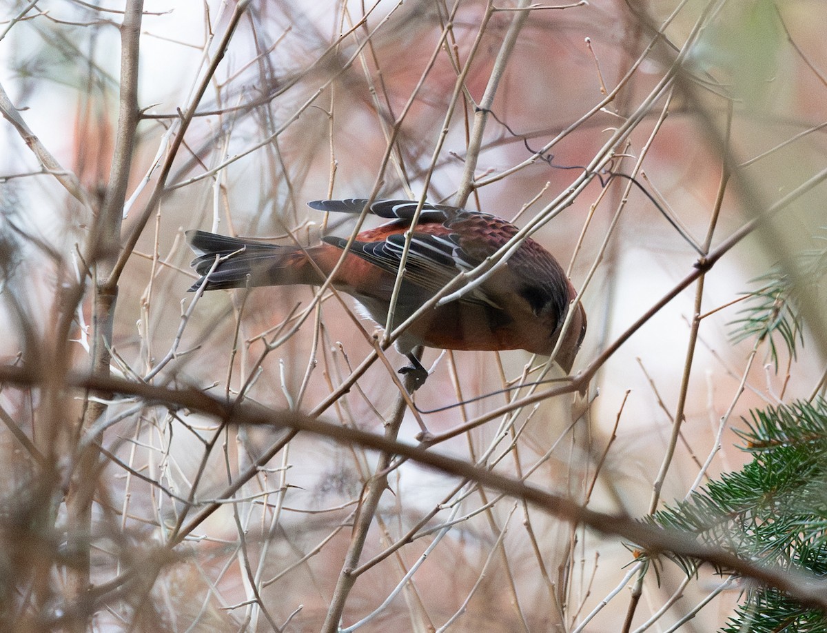 ギンザンマシコ（leucura） - ML645820624