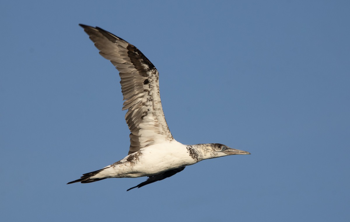 Northern Gannet - ML645820632