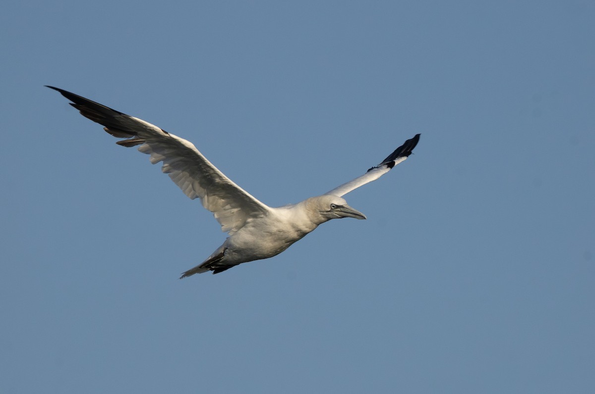 Northern Gannet - ML645820633