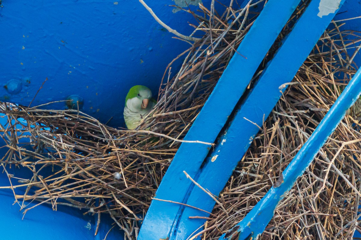 Papagai bulargrisa - ML645820634