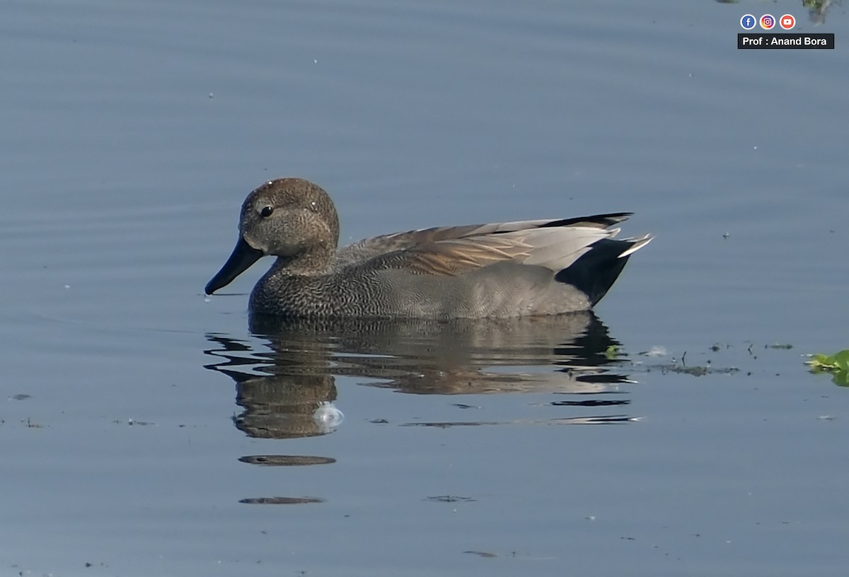 Серая утка - ML645820662