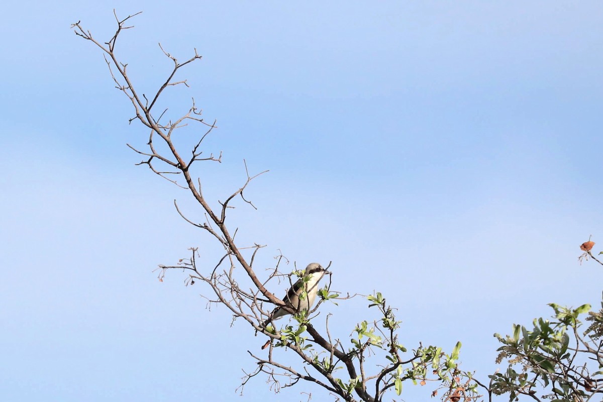 Schwarzstirnwürger - ML645820663