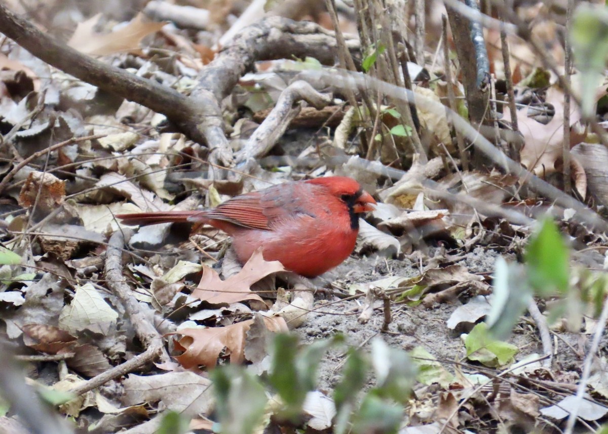 Kardinal arrunta - ML645820672