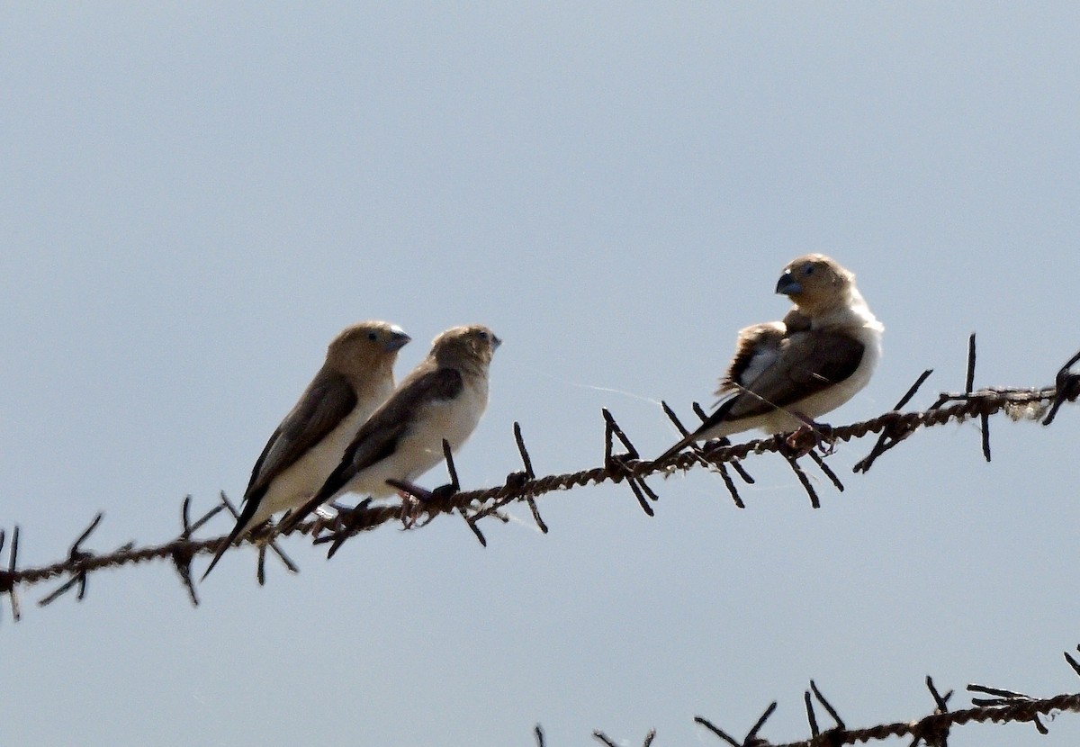 savannesølvnebb - ML645820683