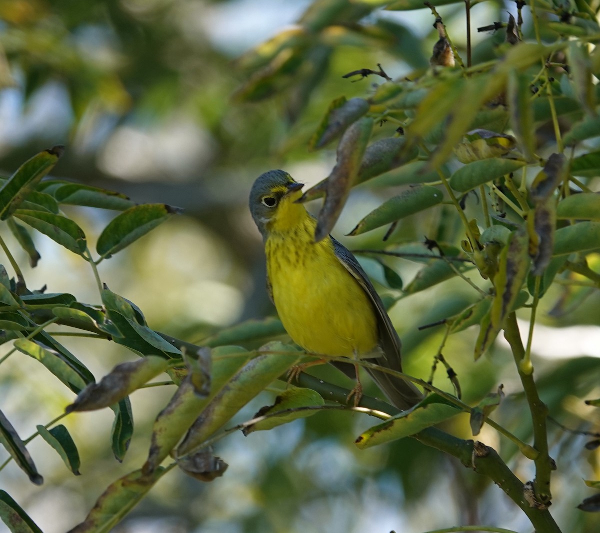 Paruline du Canada - ML645820686