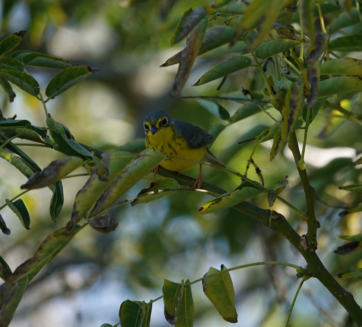 Paruline du Canada - ML645820687