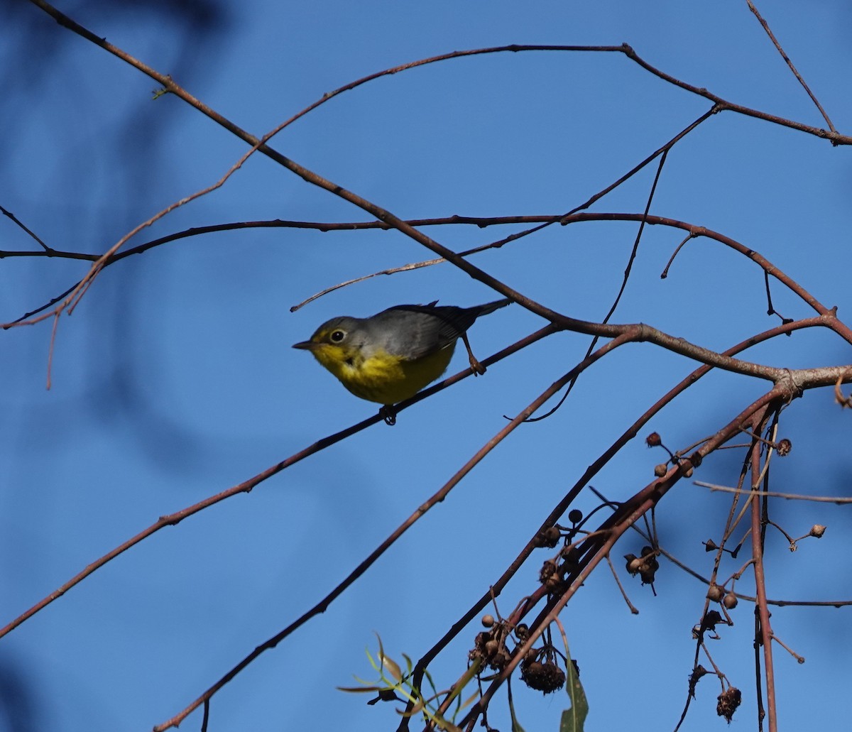 Paruline du Canada - ML645820688