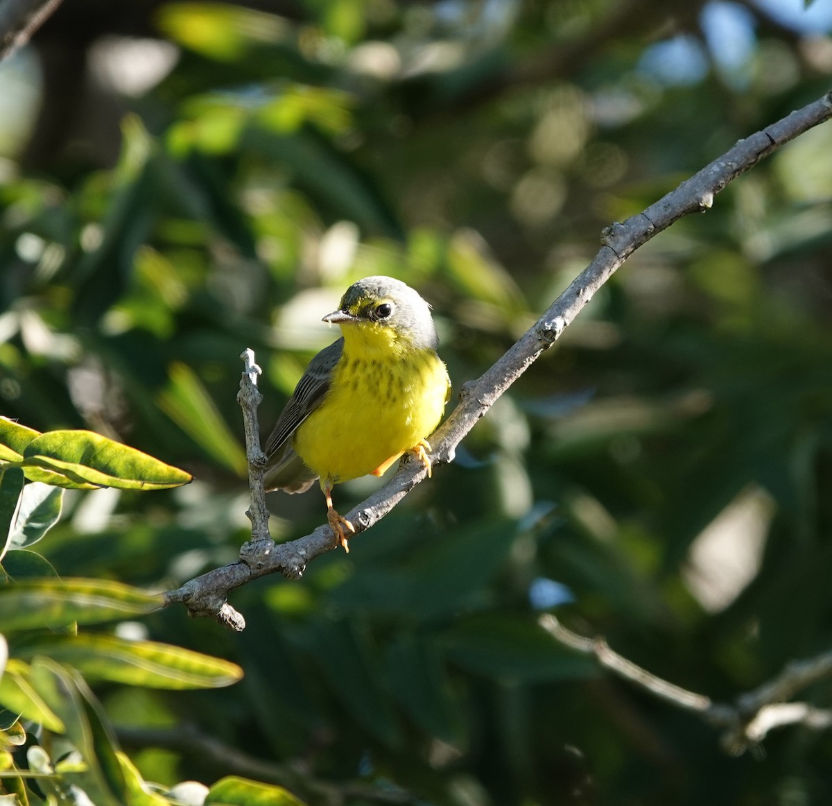 Paruline du Canada - ML645820689