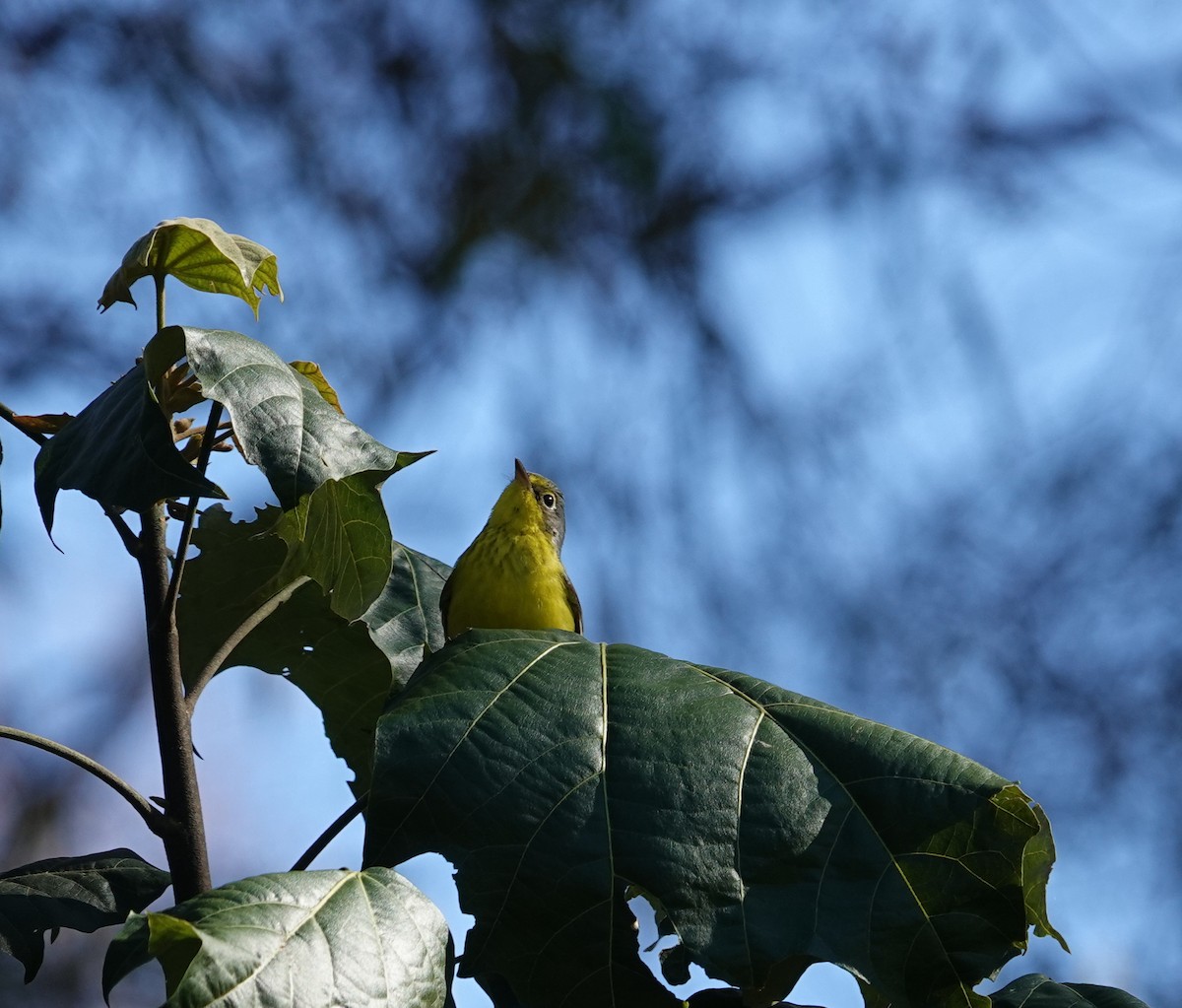 Paruline du Canada - ML645820690
