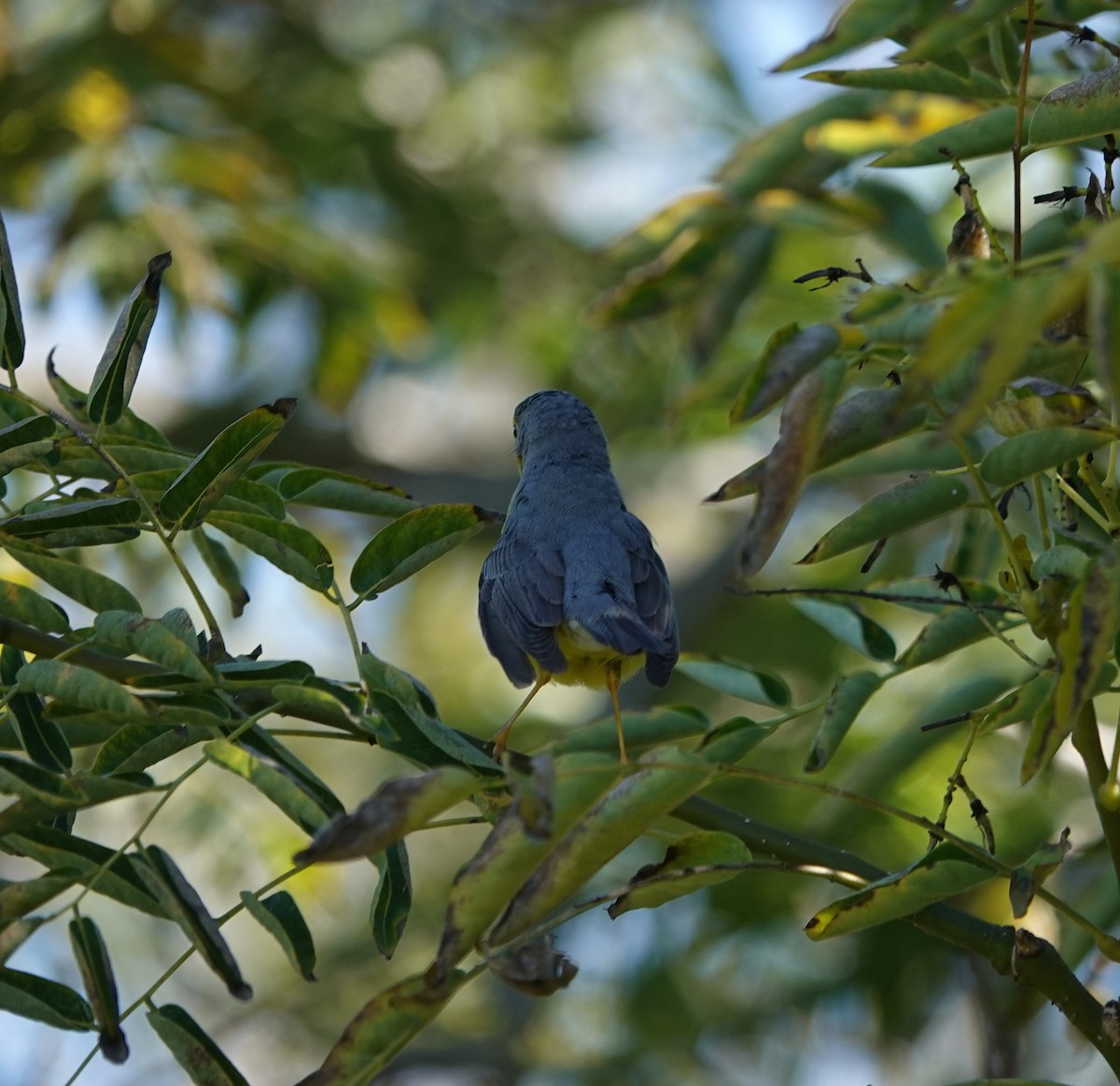 Paruline du Canada - ML645820691