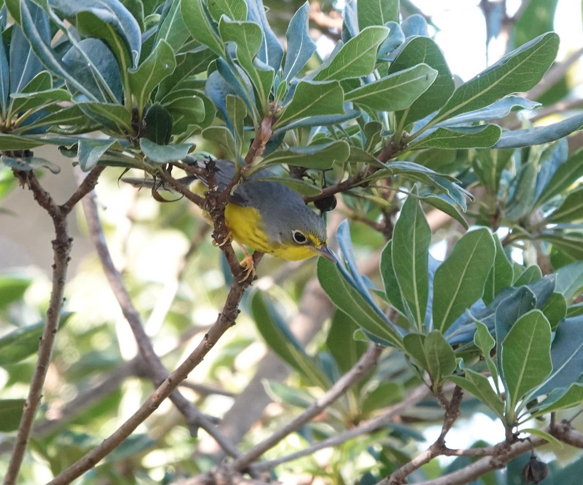 Paruline du Canada - ML645820692