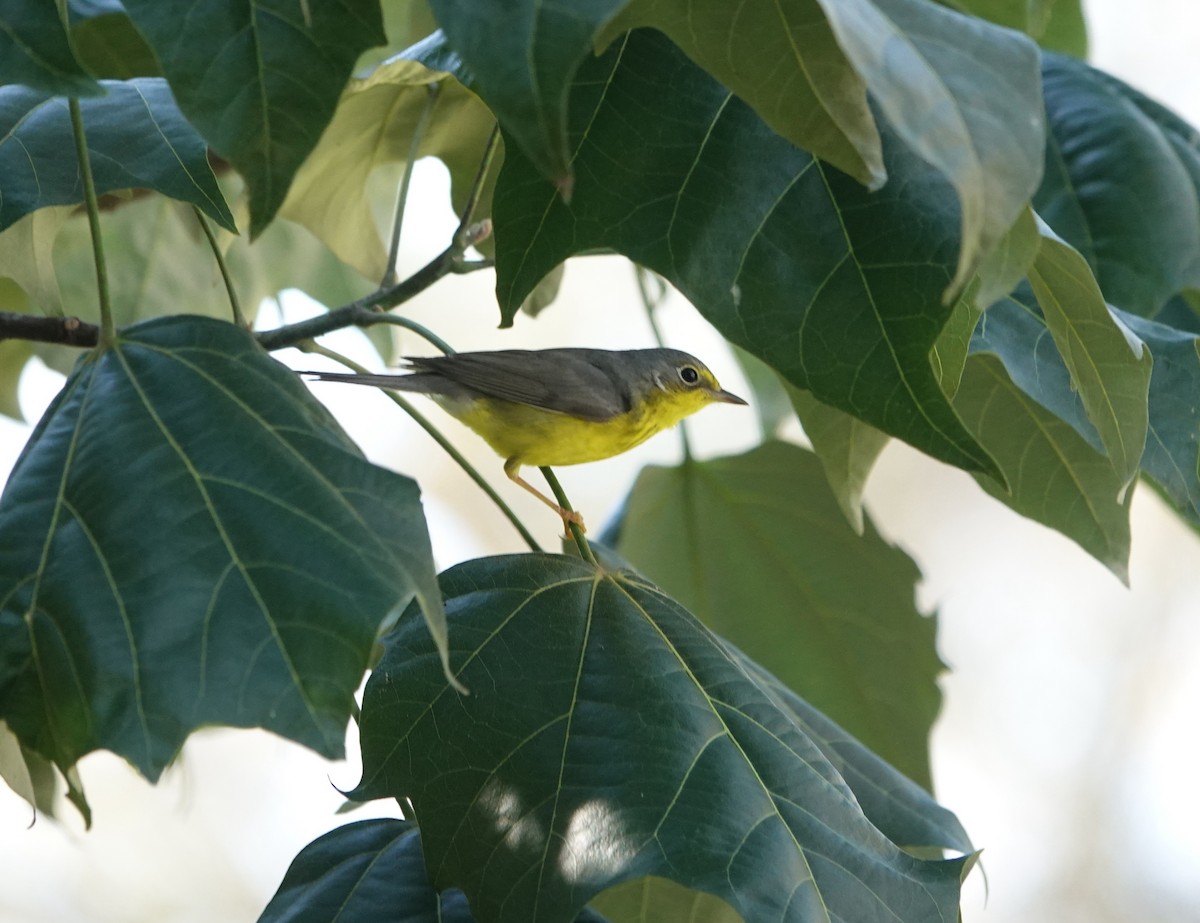 Paruline du Canada - ML645820693