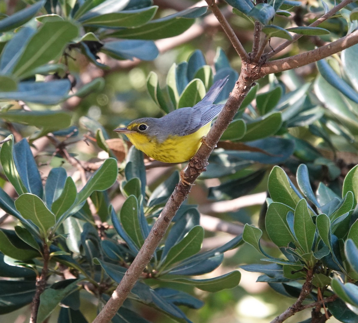 Paruline du Canada - ML645820694