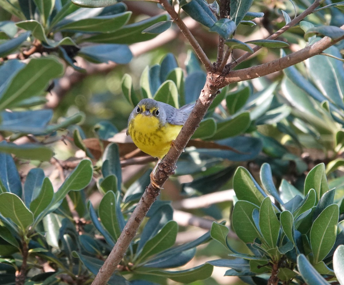 Paruline du Canada - ML645820695