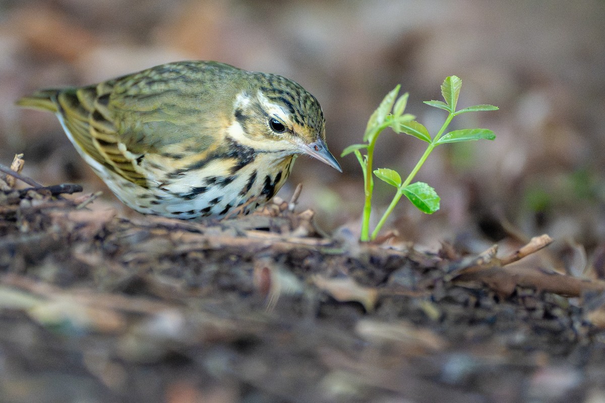 Yeşil Sırtlı İncirkuşu - ML645820705