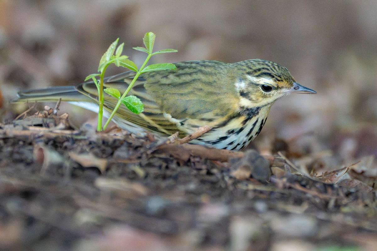 Yeşil Sırtlı İncirkuşu - ML645820706