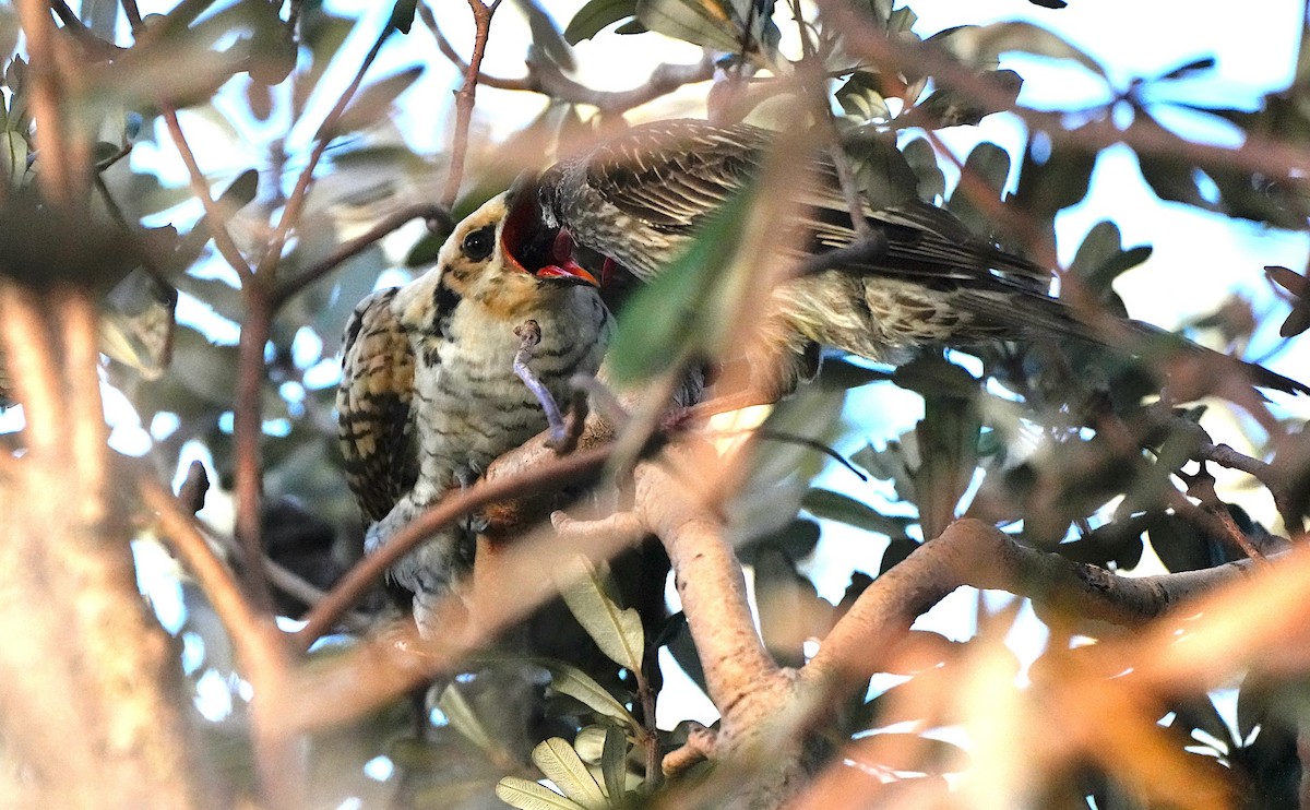 Pacific Koel - ML645820713