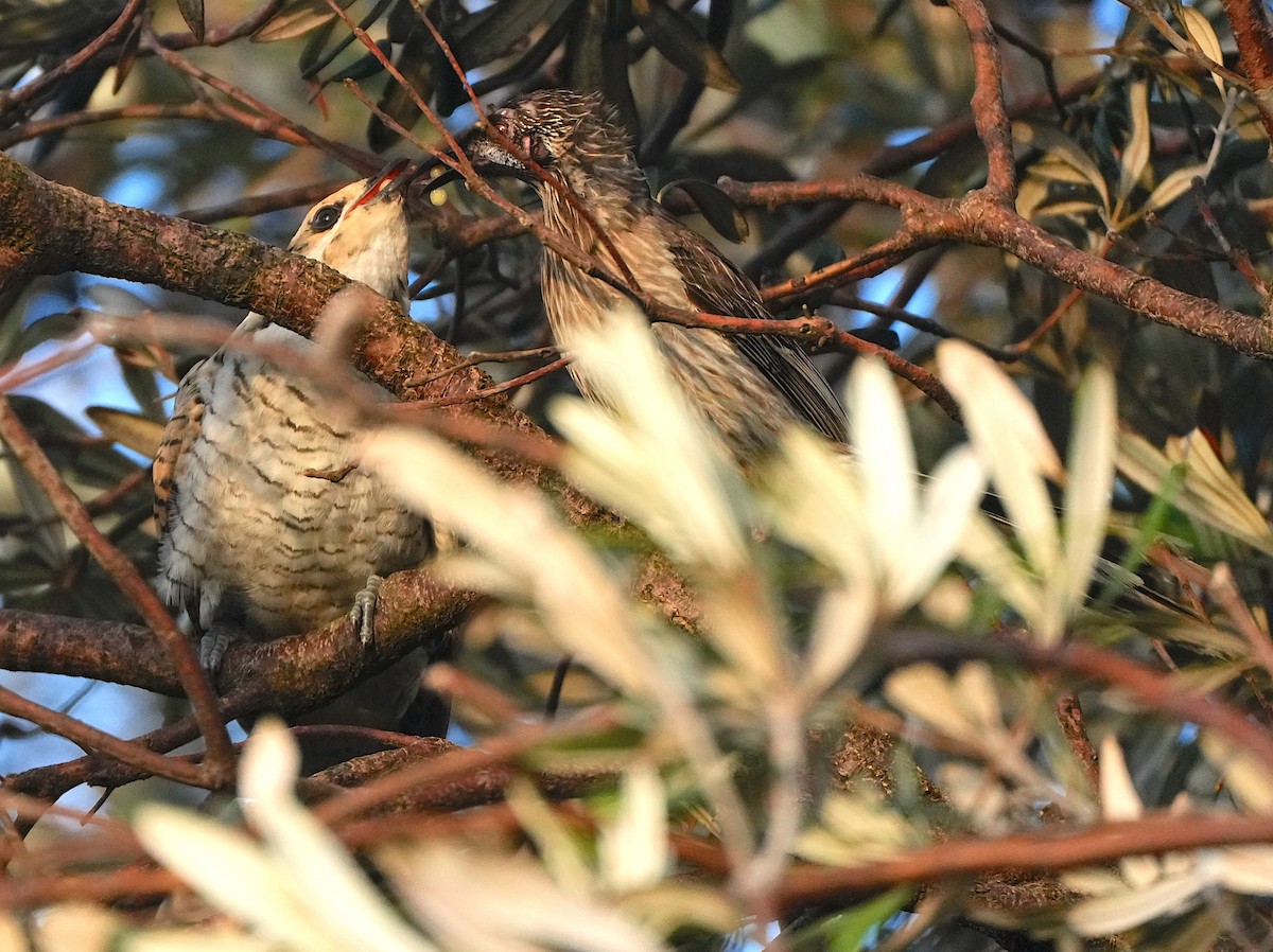 Pacific Koel - ML645820720