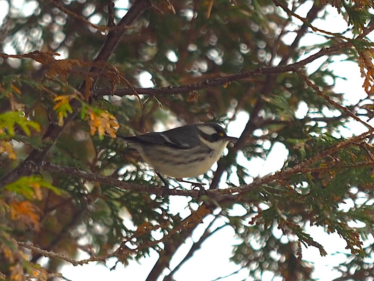 Black-throated Gray Warbler - ML645820725