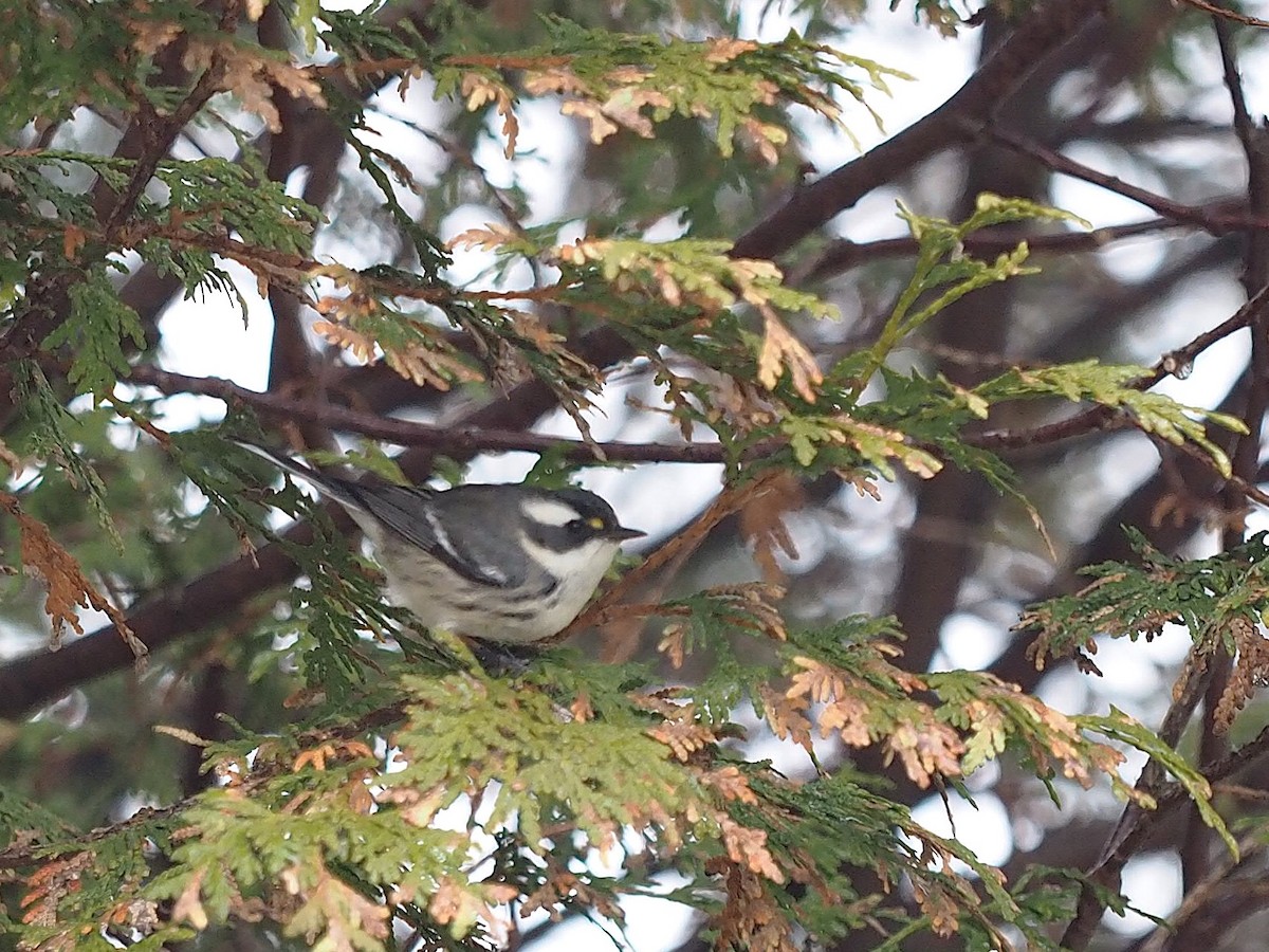 Black-throated Gray Warbler - ML645820726