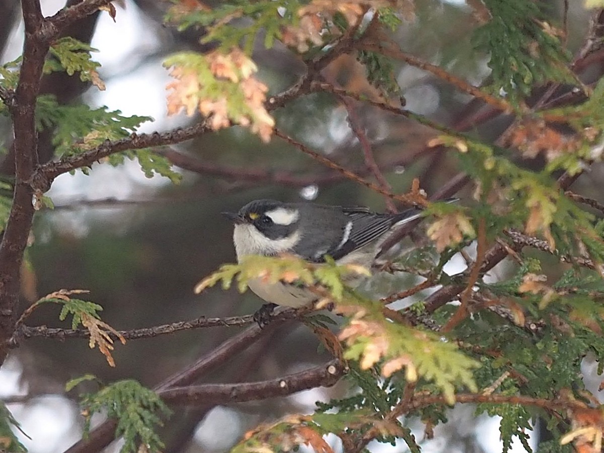 Black-throated Gray Warbler - ML645820727