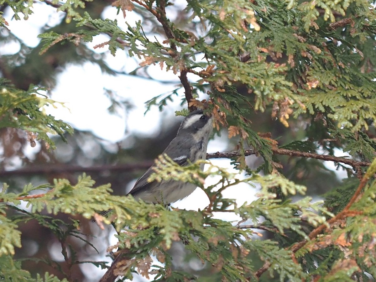 Black-throated Gray Warbler - ML645820728