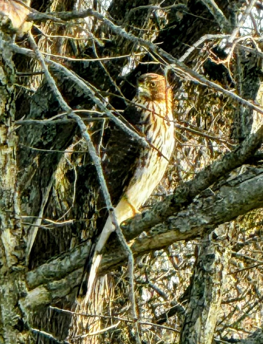 Cooper's Hawk - ML645820735