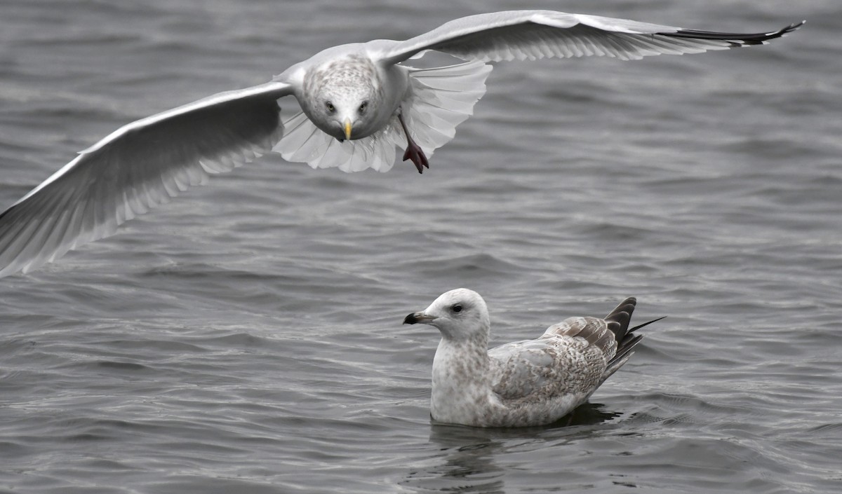 American Herring Gull - ML645820736