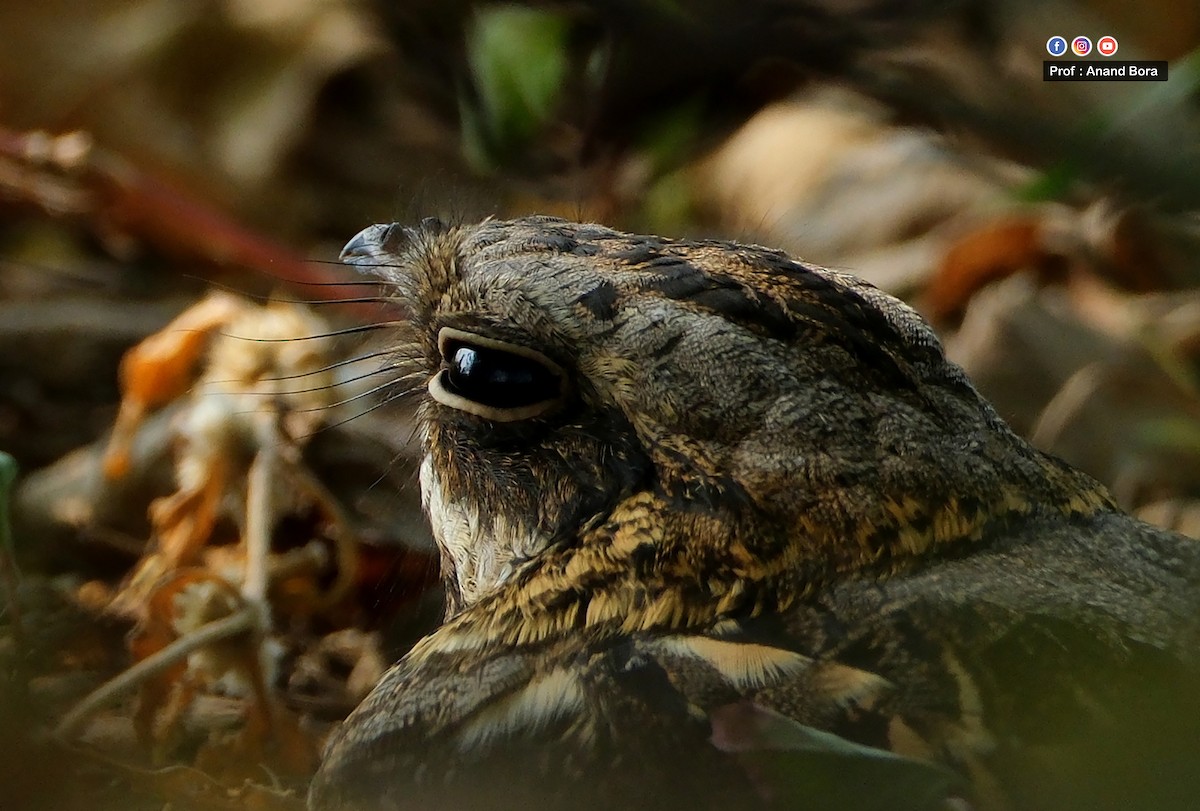 Chotacabras Hindú - ML645820745