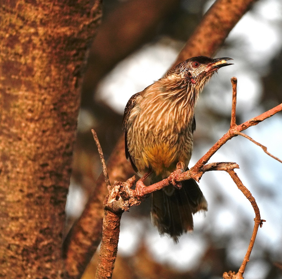 Red Wattlebird - ML645820751