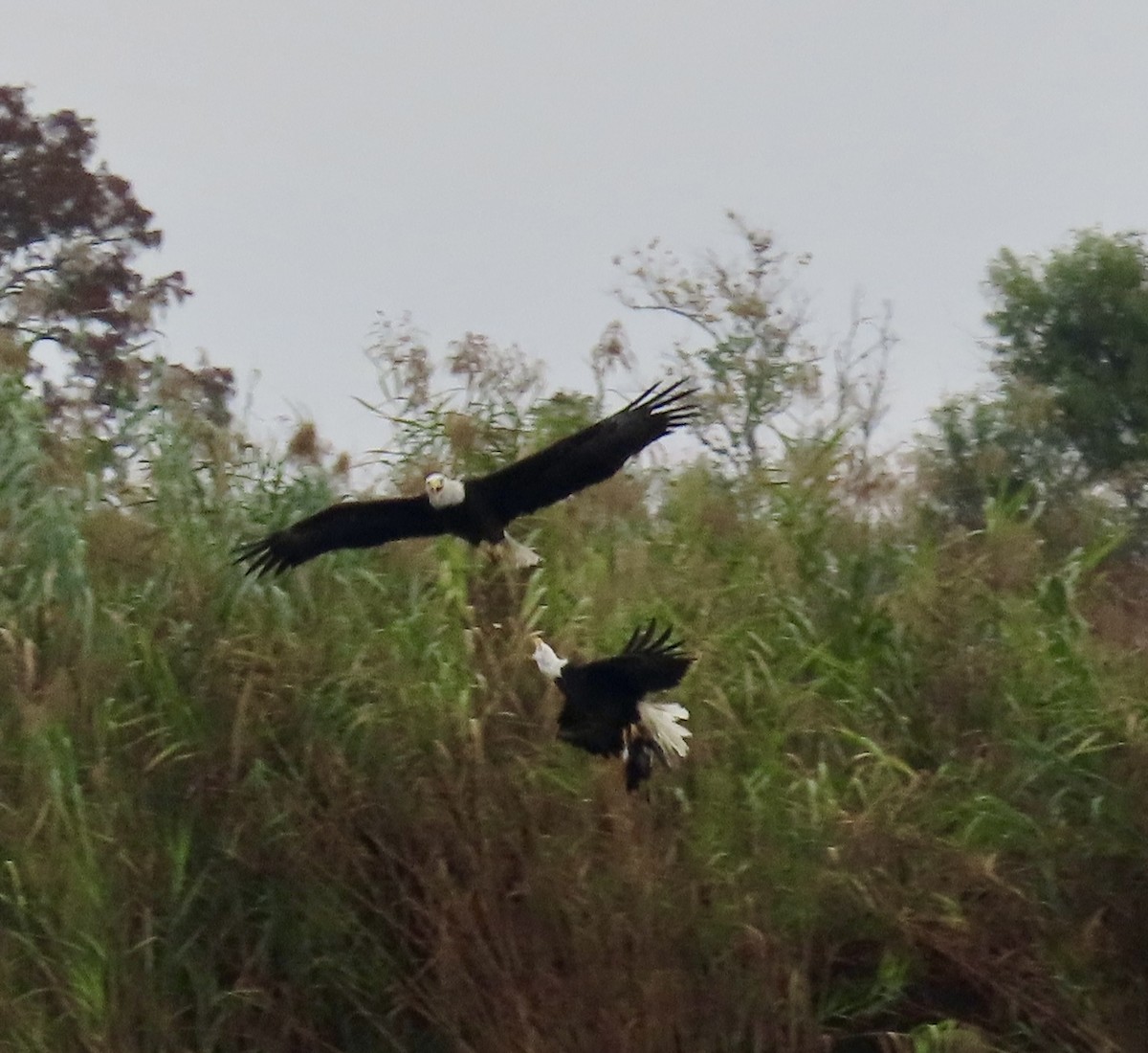 Pygargue à tête blanche - ML645820754