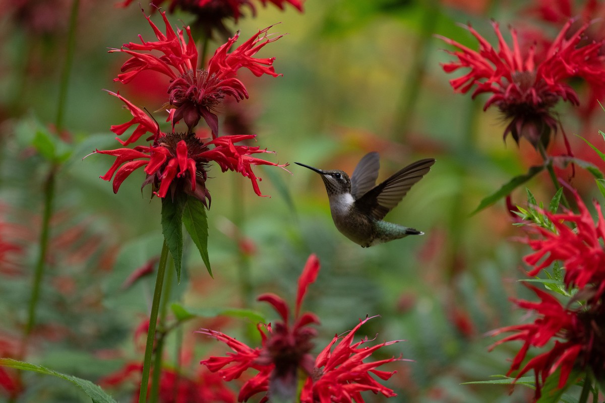 Ruby-throated Hummingbird - ML645820756