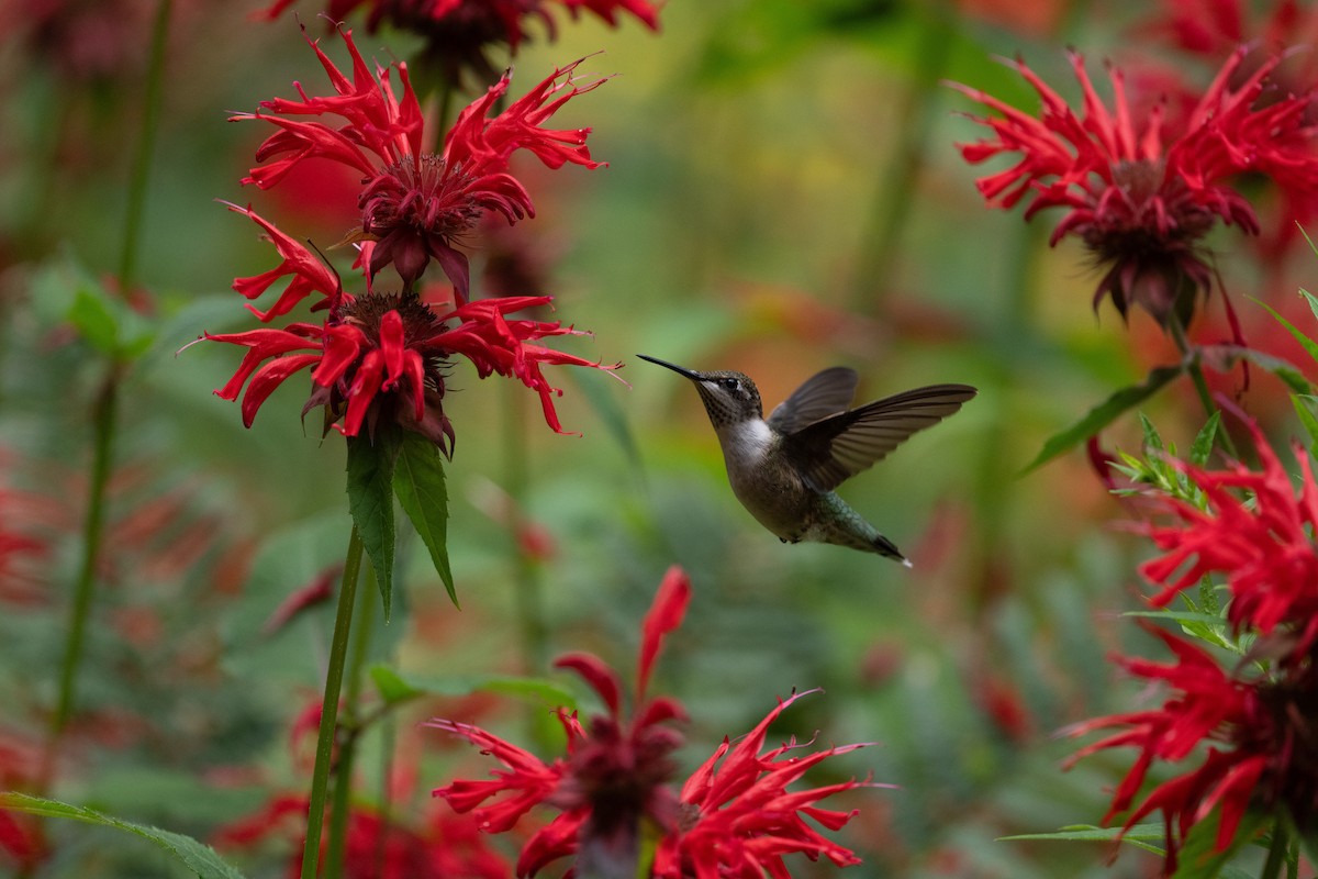 Ruby-throated Hummingbird - ML645820766