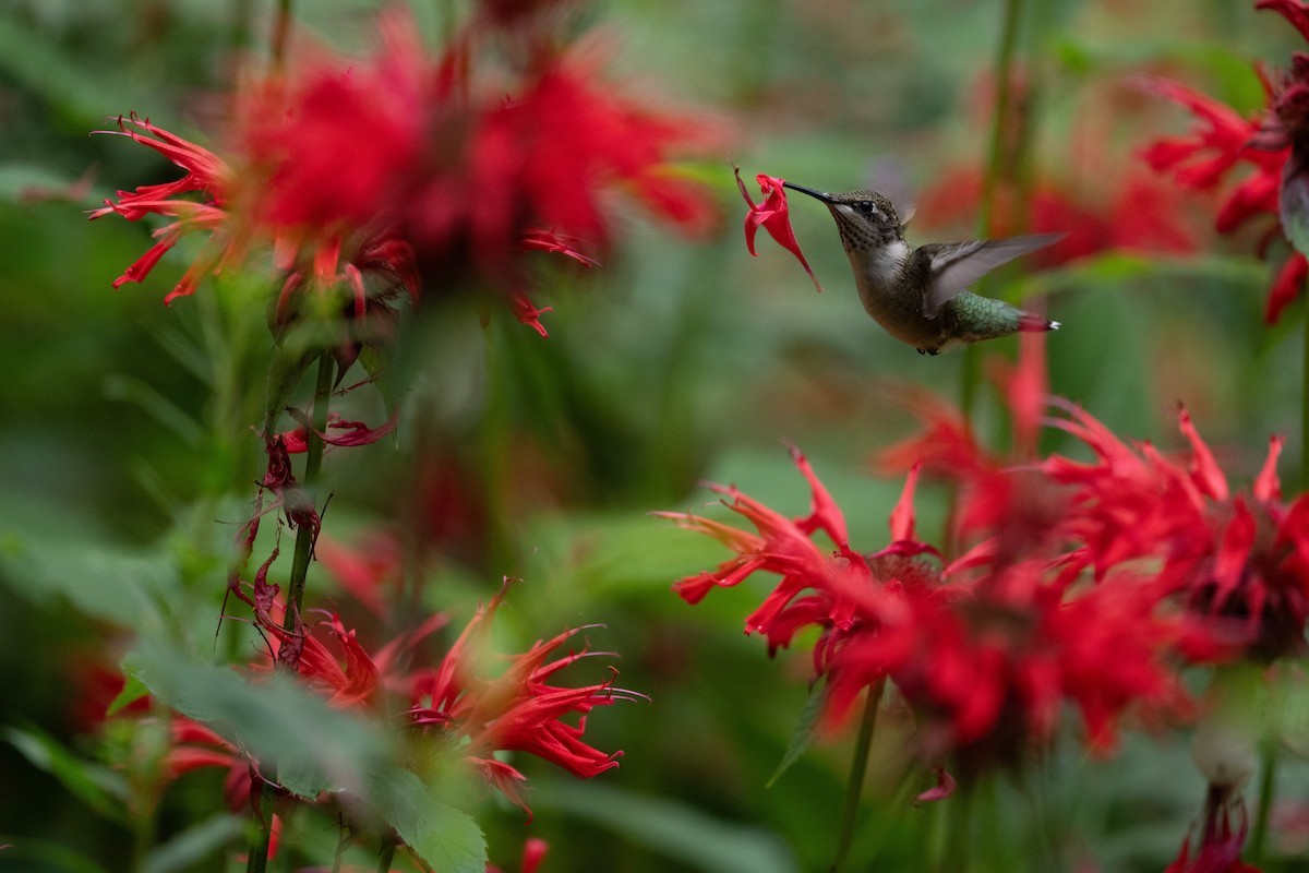 Ruby-throated Hummingbird - ML645820767