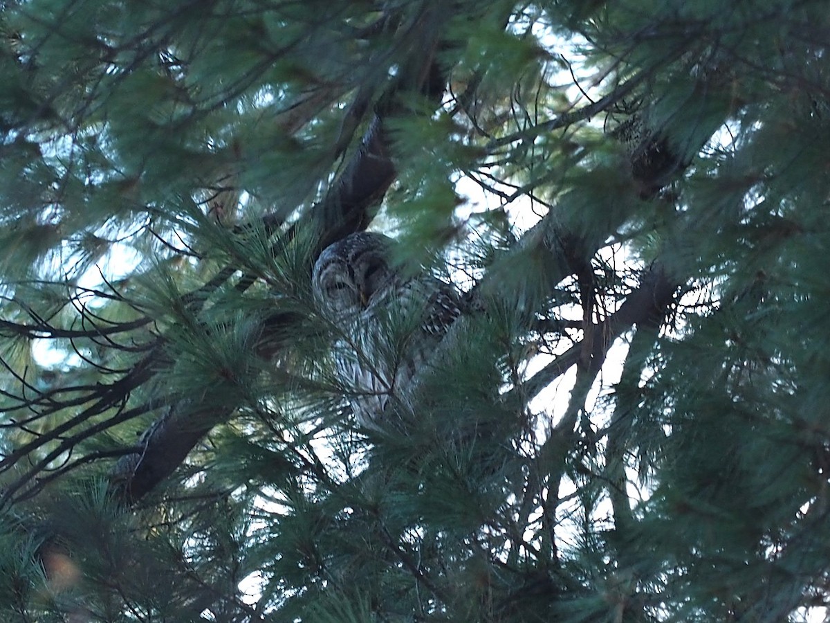 Barred Owl - ML645820772