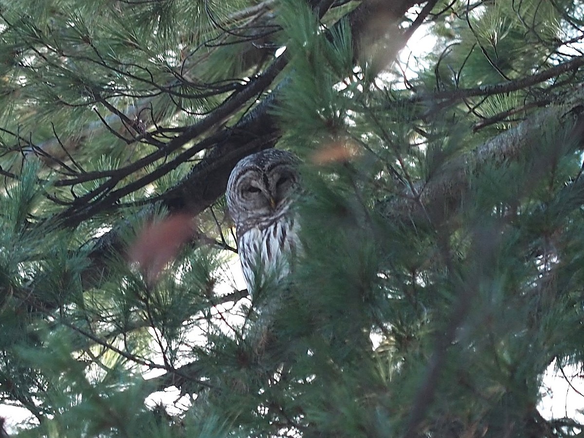 Barred Owl - ML645820773