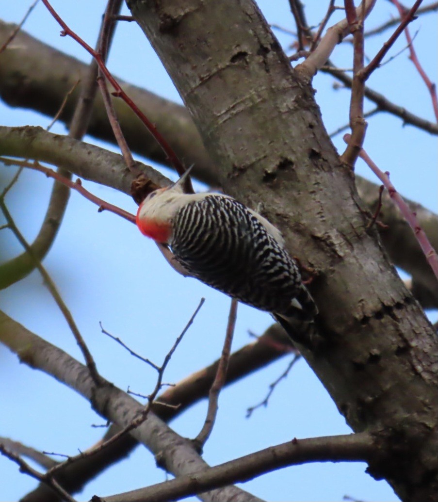 Red-bellied Woodpecker - ML645820778
