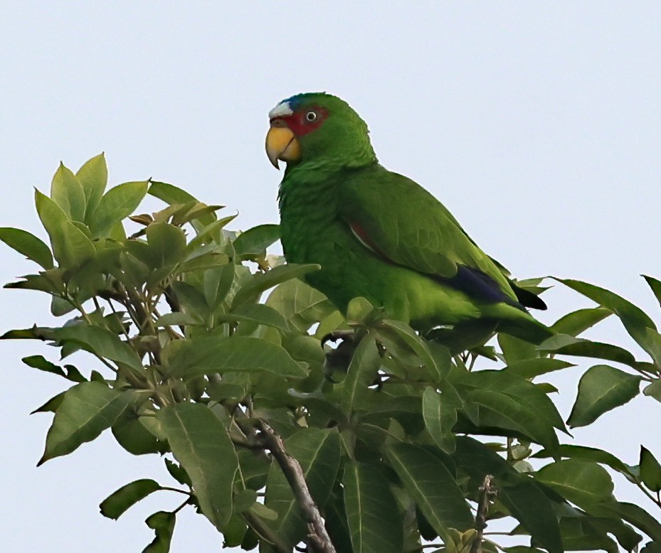 Amazone à front blanc - ML645820789