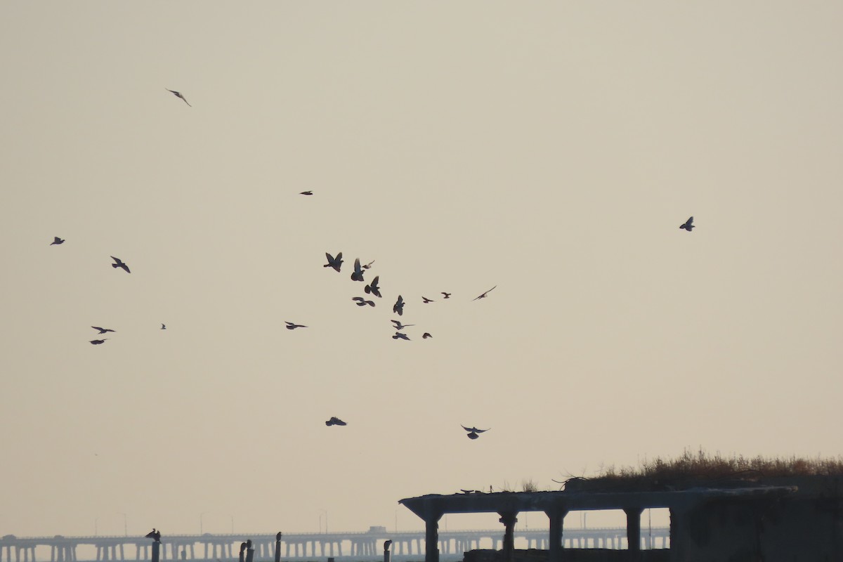 カワラバト（ドバト、家畜型） - ML645820790