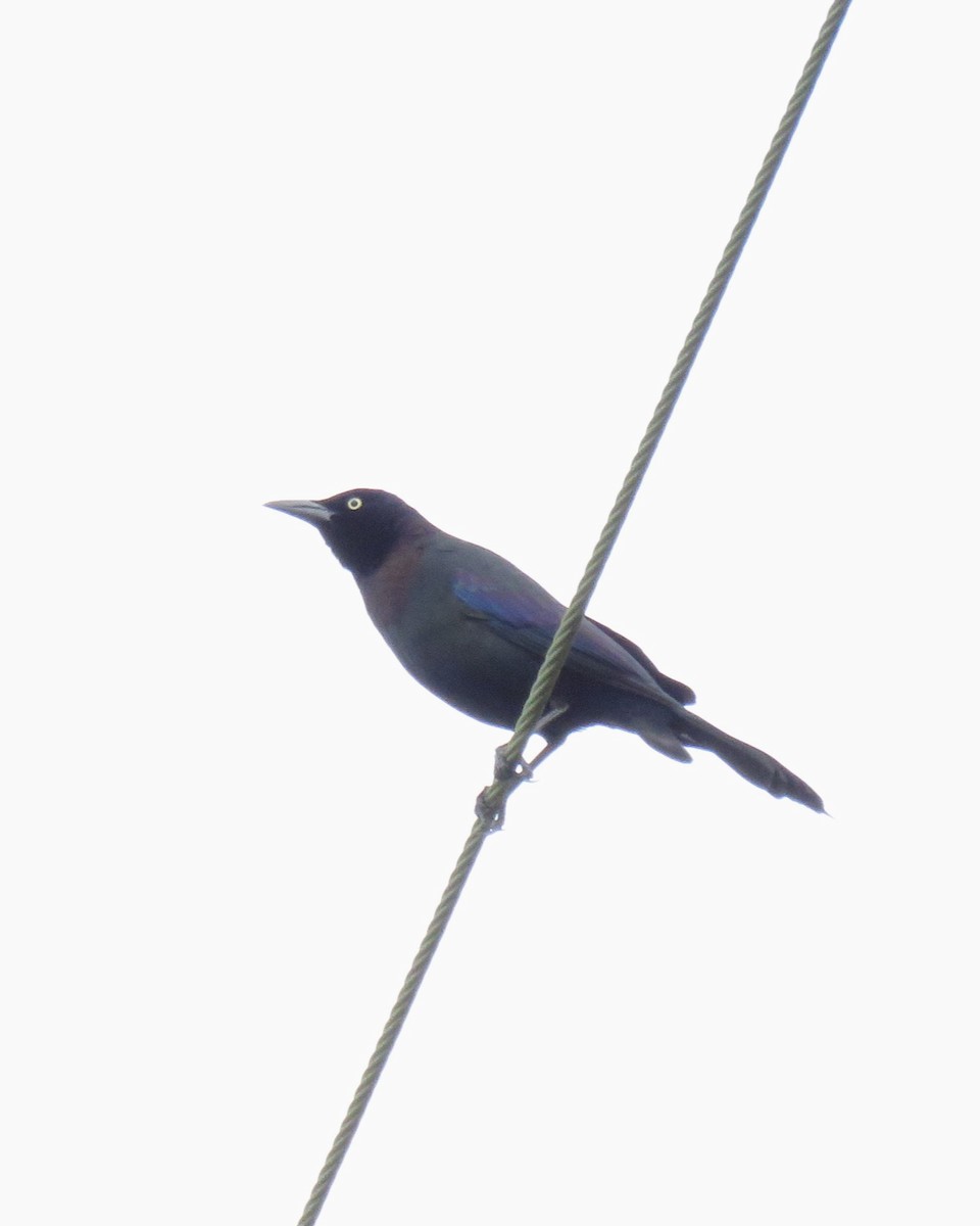 Common Grackle - ML645820797