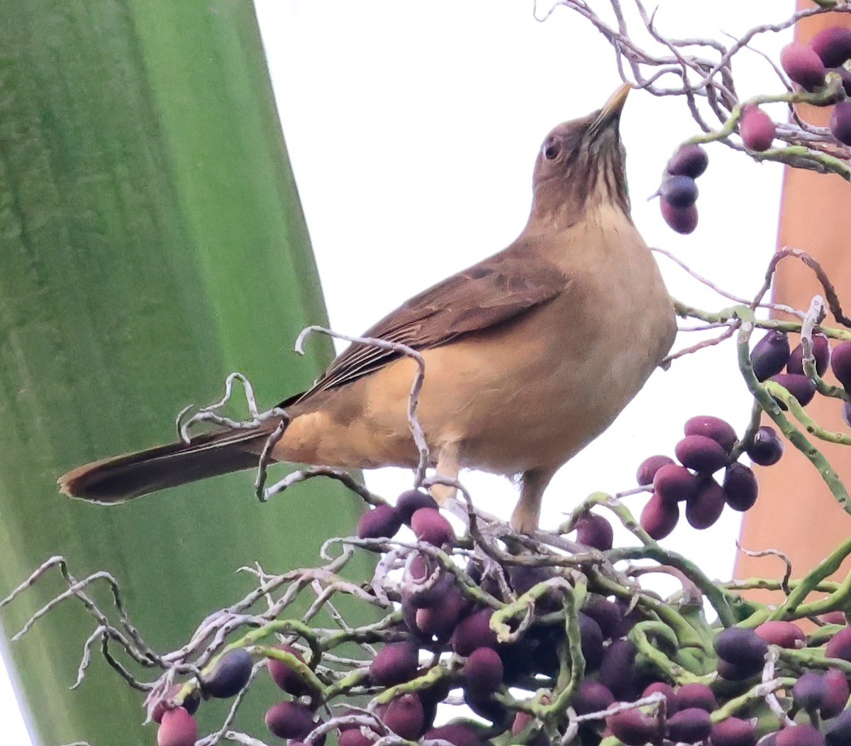 Merle fauve - ML645820799