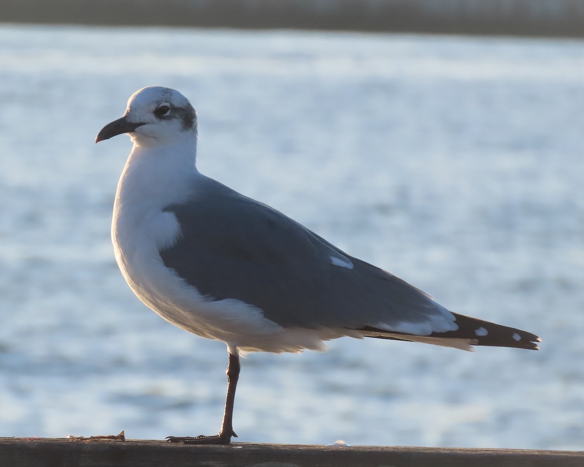 ワライカモメ - ML645820800