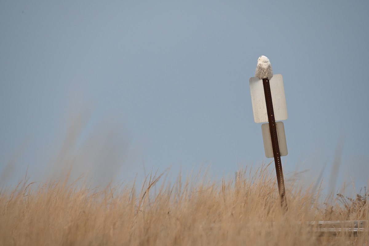 Цэвдгийн ууль - ML645820804