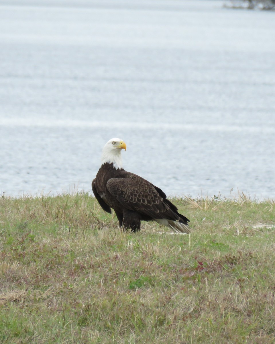 Pygargue à tête blanche - ML645820808