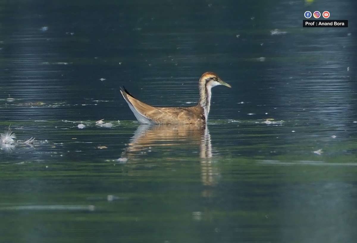 Фазанохвостая якана - ML645820809