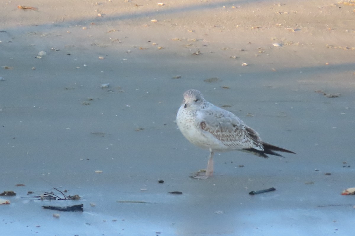 クロワカモメ - ML645820812