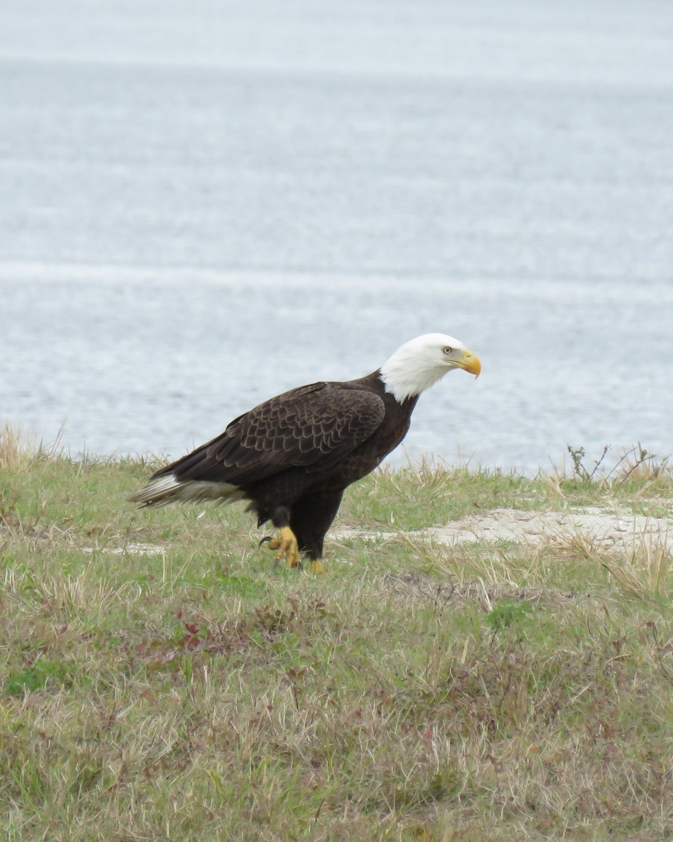 Pygargue à tête blanche - ML645820813