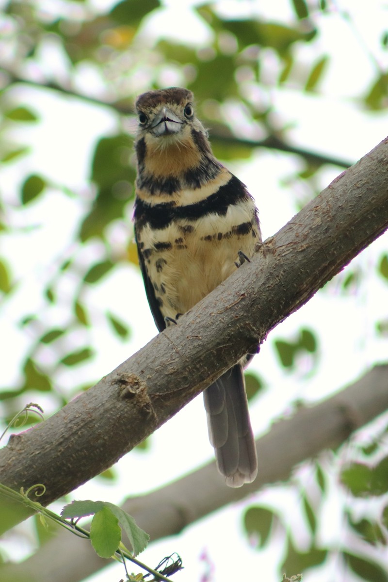 Two-banded Puffbird - ML645820816