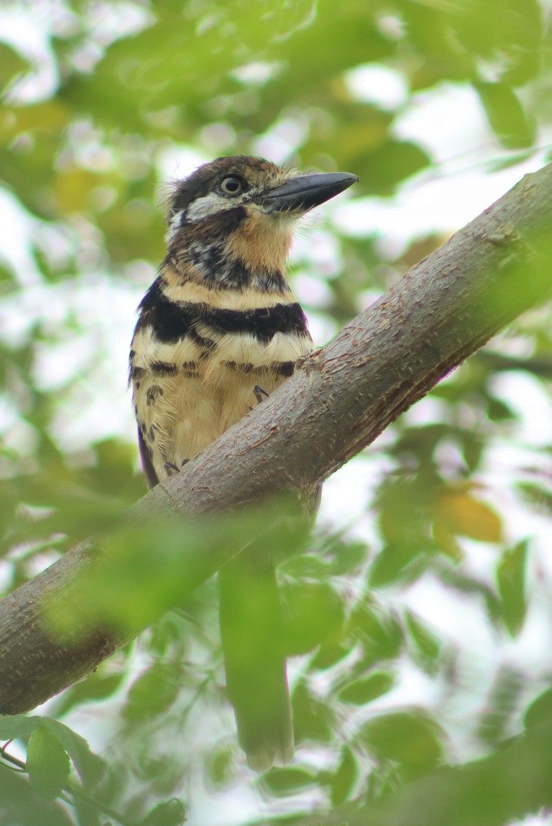 Two-banded Puffbird - ML645820818